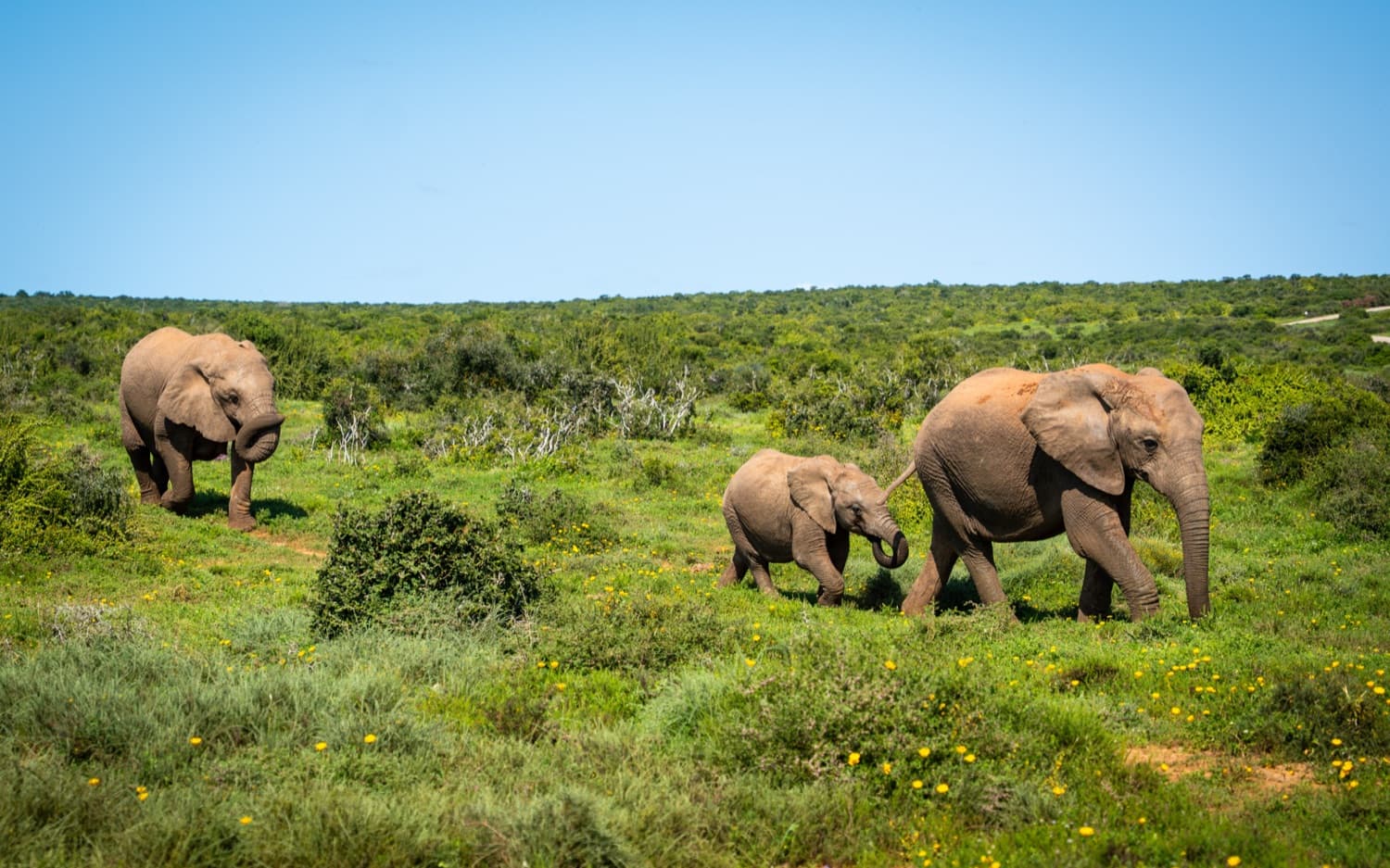 Addo Game Drive