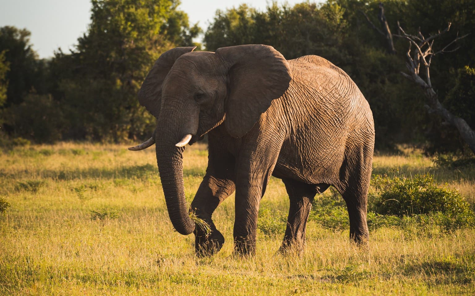 Kruger Game Drive