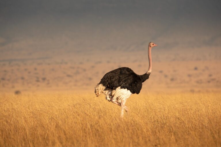 ostrich in the wild