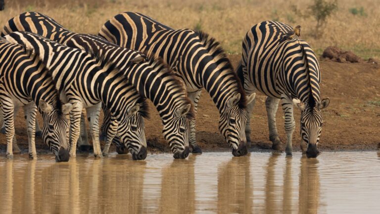zebras drinking water in a row