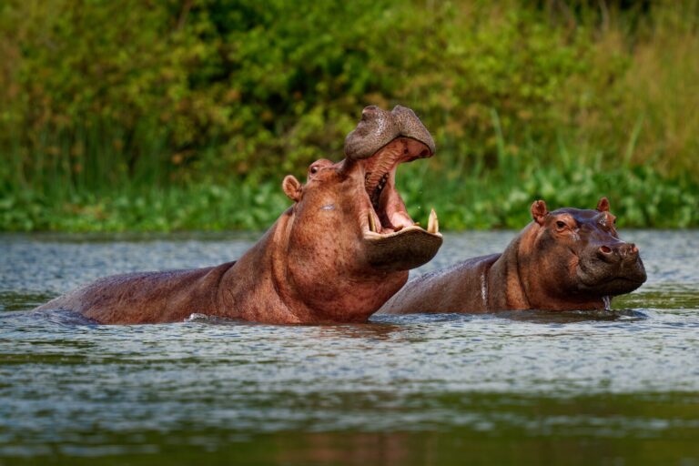 Hippopotamus - Hippopotamus amphibius or hippo is large, mostly herbivorous, semiaquatic mammal native to sub-Saharan Africa