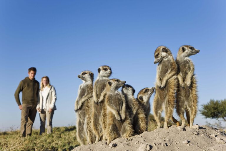  Meerkat (Suricata suricatta) with tourists
