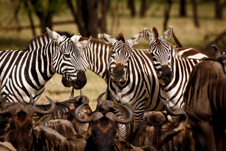 Zebras und Gnus